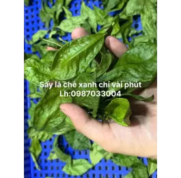 Máy sấy vi sóng chè xanh 