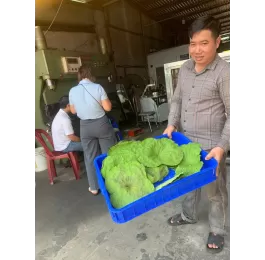 Máy sấy vi sóng chè xanh 