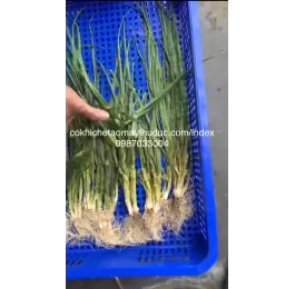 Máy sấy vi sóng 9KW