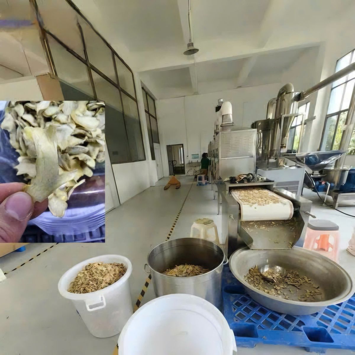 máy sấy vi sóng băng tải