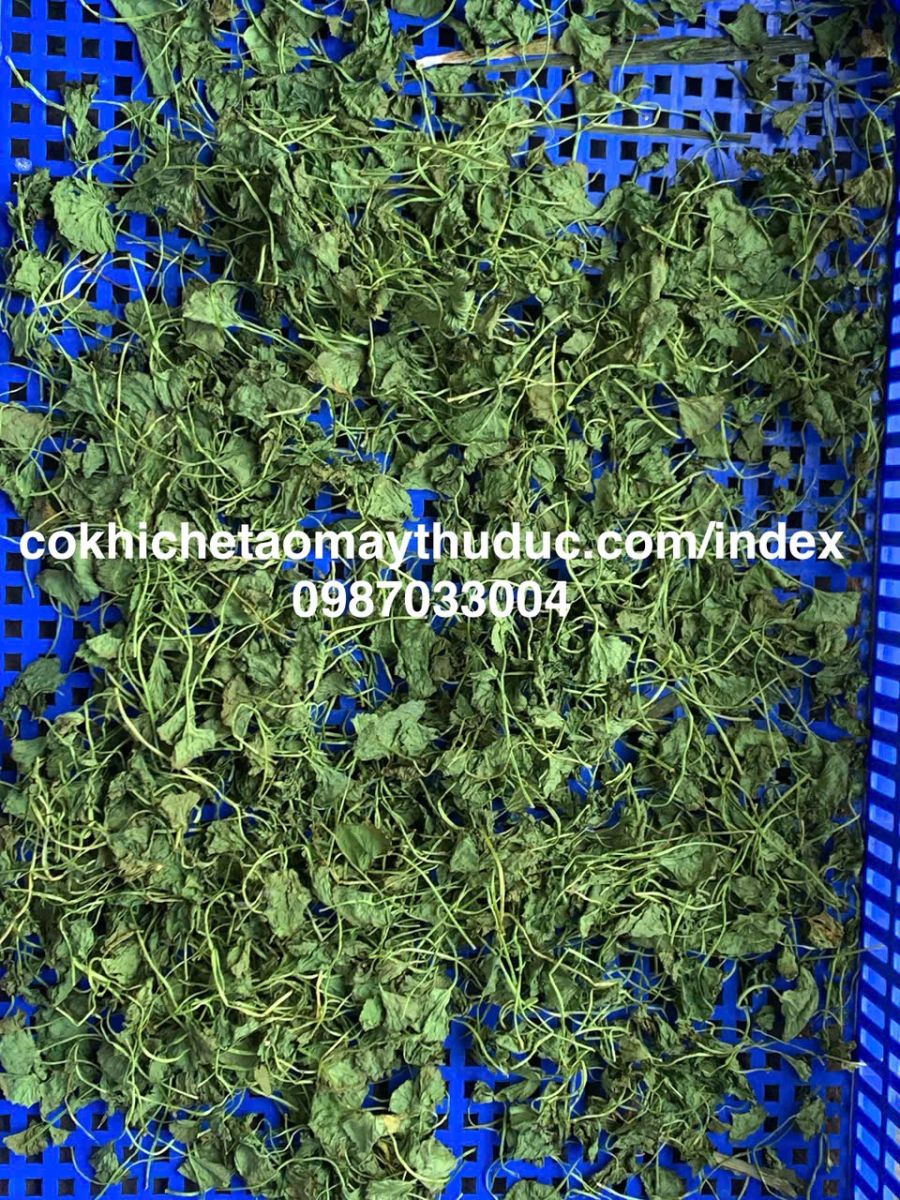 Sấy rau má bằng công nghệ vi sóng