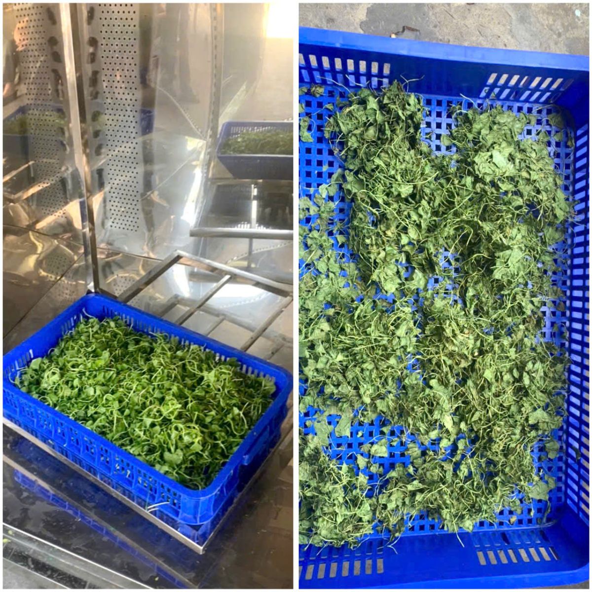 Sấy rau má bằng công nghệ vi sóng