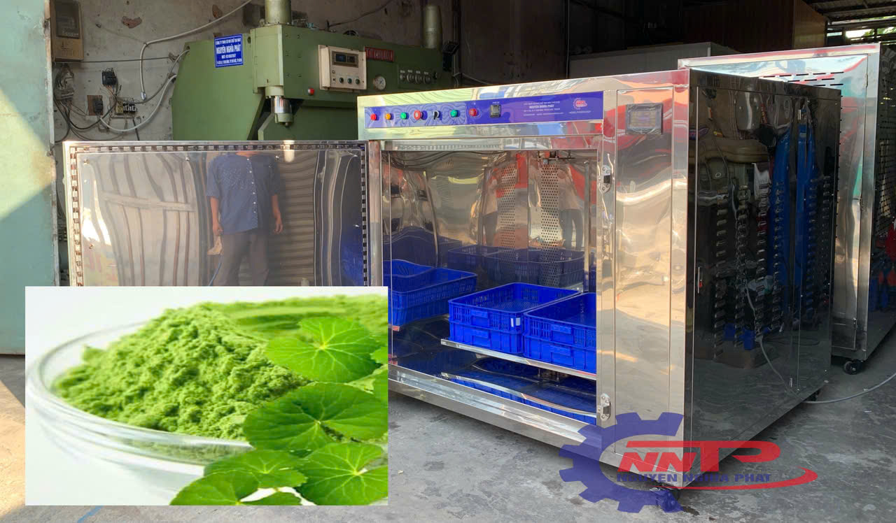 Sấy rau má bằng công nghệ vi sóng