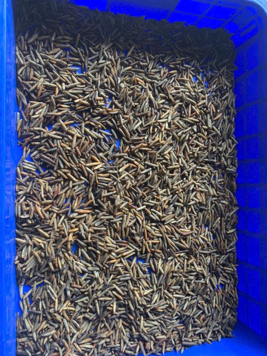 máy sấy sâu canxi