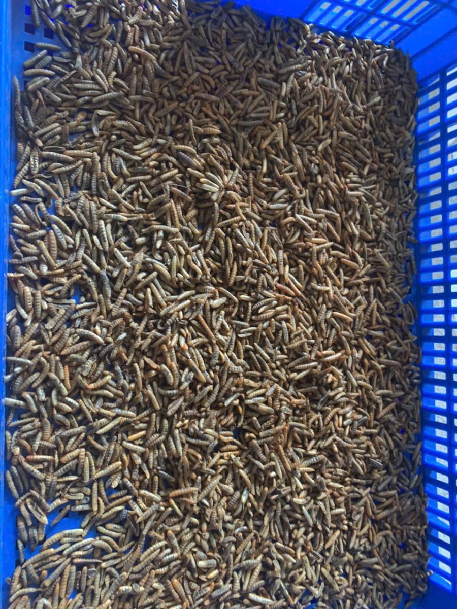 máy sấy sâu canxi