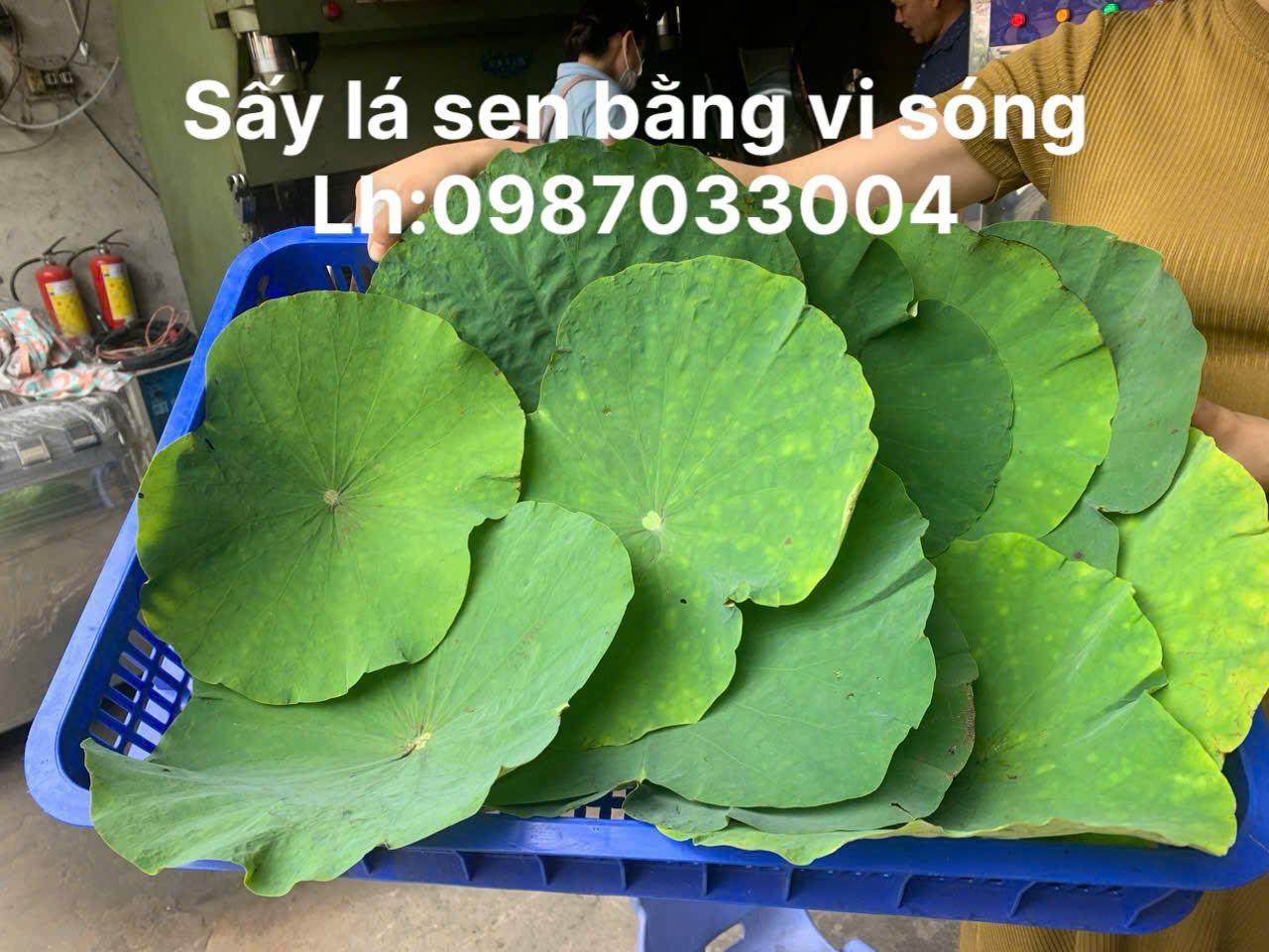 Lá sen sấy khô bằng máy sấy vi sóng