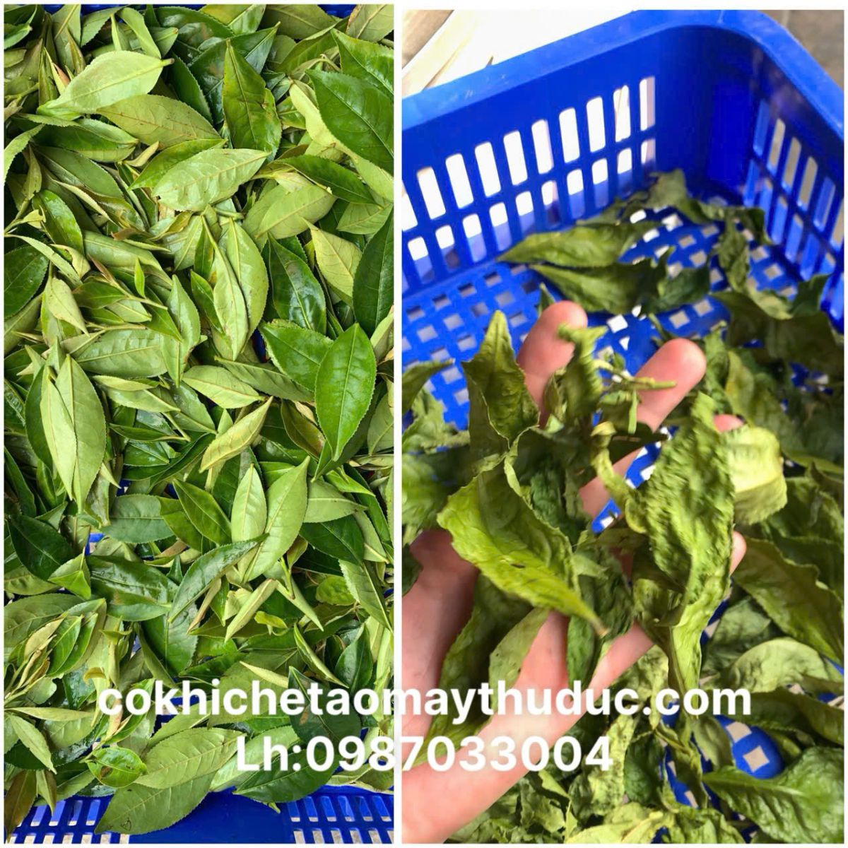 Máy sấy vi sóng chè xanh