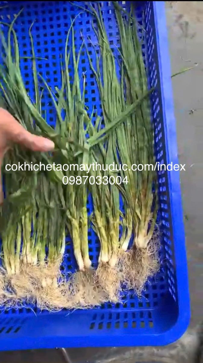 Máy sấy vi sóng 9kw