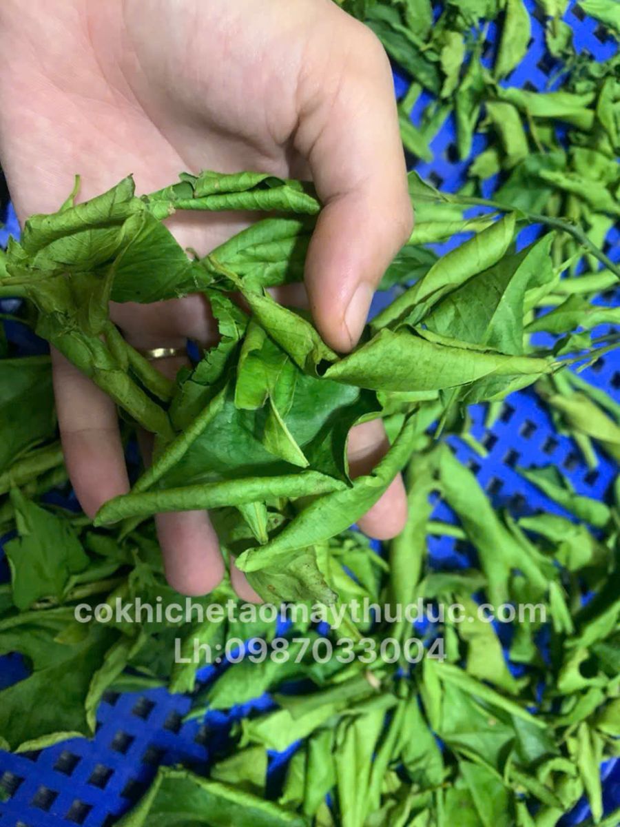 Máy sấy vi sóng chè xanh