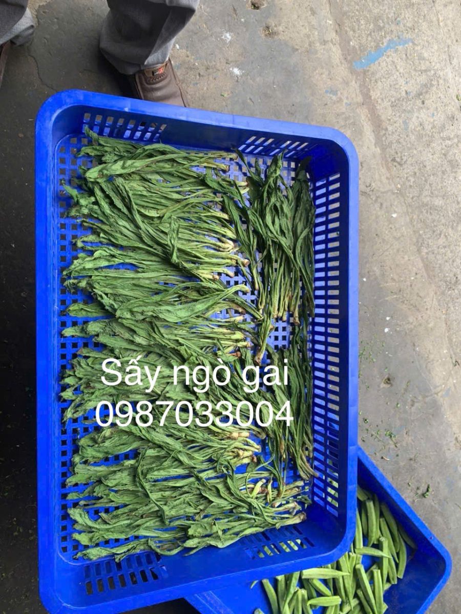 Máy sấy dược liệu